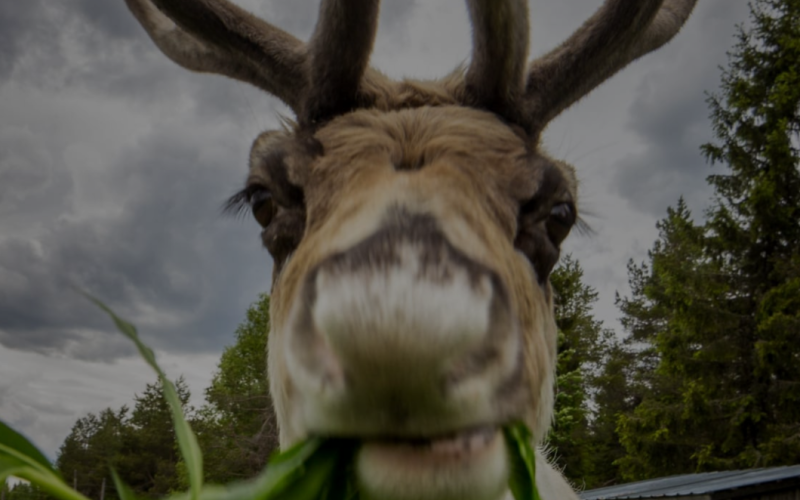 Reindeer and fishing farm-Kuusamo