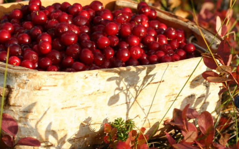 BERRY & MUSHROOM PICKING TOUR-Inari