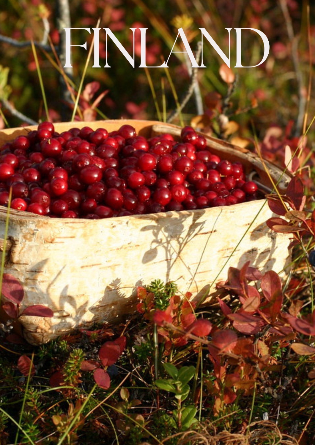 Inari-Berry & mushroom picking tour