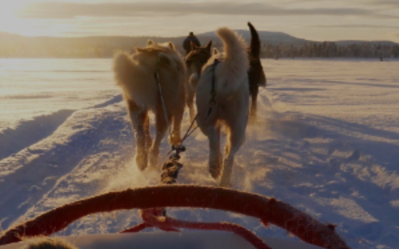 Snowmobile trip, Husky Safari, Snowshoeing -Inari